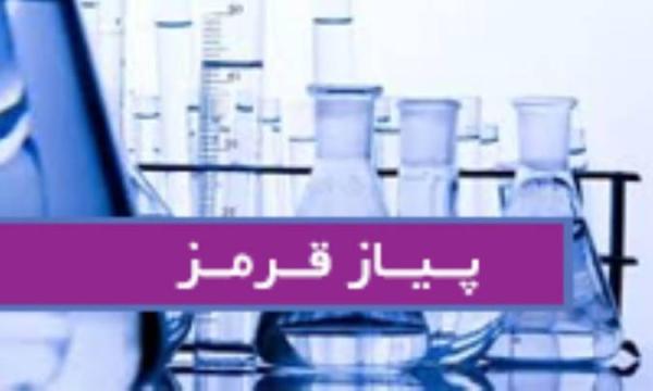 پیاز قرمز Allium cepa