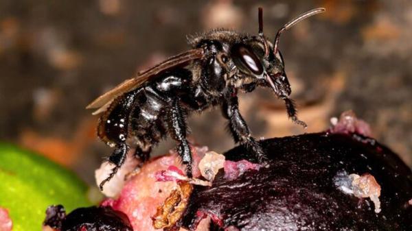 زنبور گوشتخوار عسل می سازد